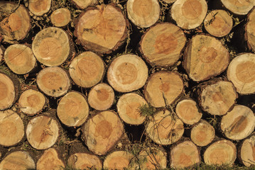 Stacked logs