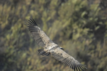 Griffon Vulture (Gyps fulvus)