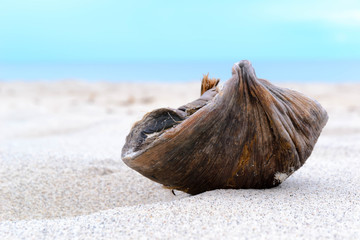 Obraz premium coconut hush on the beach