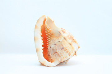 Sea shell