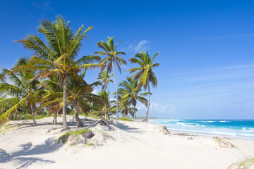 Fototapeta na wymiar Palm trees on the tropical beach, Bavaro, Punta Cana, Dominican