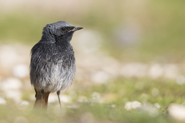 Black Redstart male