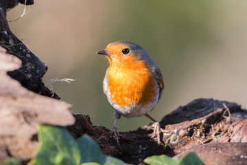 Robin in the woods