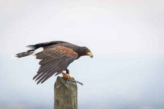 Aigle des steppes