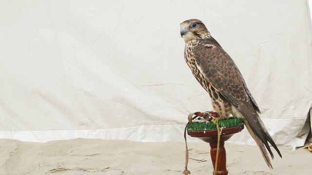 Saker falcon on perch copy space on left