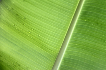 Banana leaf background with water drops