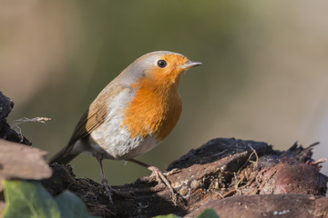 Robin in the woods
