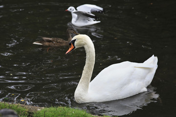 White Swan.