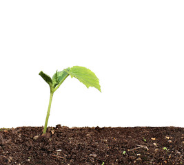 Young seedling of cucumber closeup isolated