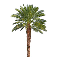 Palm tree isolated on white background. Canary date palm tree