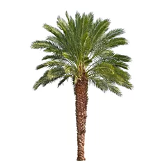 Wall murals Palm tree Palm tree isolated on white background. Canary date palm tree
