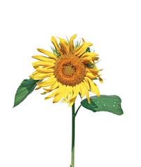 Naklejka premium Sunflower isolated on white background