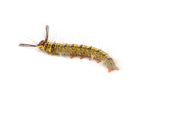 Roseapple caterpillar isolated on the white background