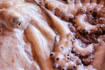 Large octopus close-up.