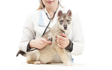 dog on examination by a veterinarian