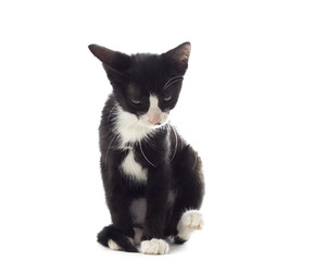 funny black and white cat on a white background isolated