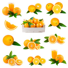 orange fruit collection set