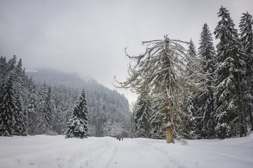 Winter trail in Koscieliska valley, Tatry Mountains, Poland