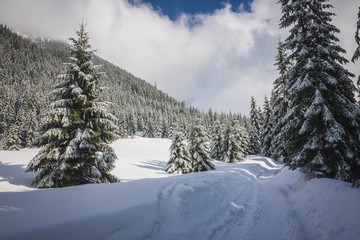 Fototapeta na wymiar Winter trail in Koscieliska valley, Tatry Mountains, Poland