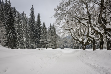 Winter road with snow in Chocholowska valley - Tatra Mountains
