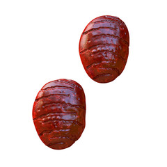 Mitochondrium - 3d Render