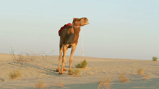 Single camel looking left and right