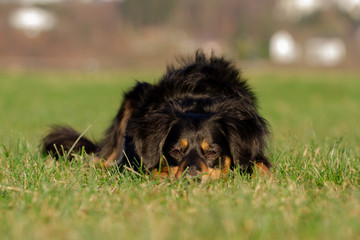 Fototapeta premium Hunde Portrait