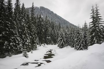 Winter road with snow in Chocholowska valley - Tatra Mountains