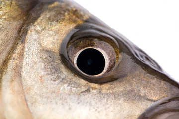 Fototapeta premium Fish eye