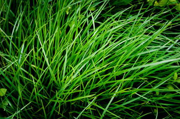 Grass