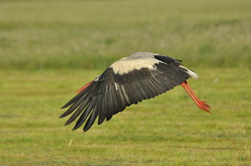 The white stork looking for food. Long red legs and beak.