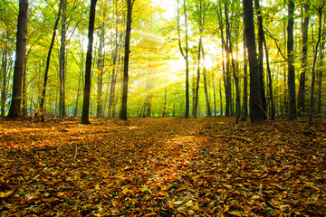 Fototapeta jesienny las obraz