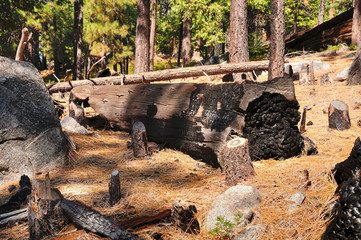 Burnt tree trunk in Yosemite national park. California.