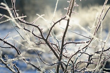 Fototapeta na wymiar Wild plum branches in winter rime frost