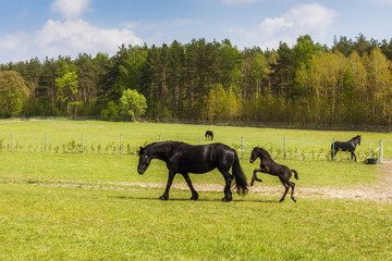 Mare with foal on meadow
