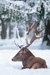 Red Deer in Snow