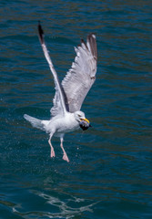 Seagull eating a fish's head