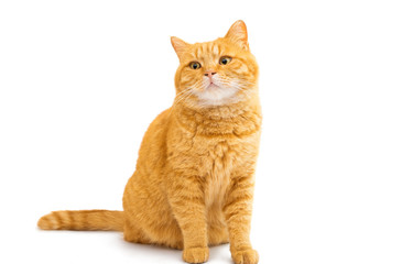 ginger cat isolated
