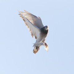 dove in nature
