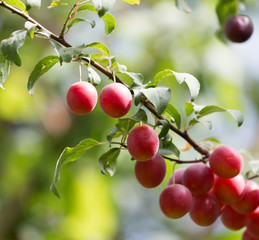 plums on the tree in nature