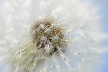 Dandelion seeds closeup