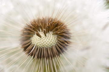 Fototapeta premium Dandelion seeds closeup