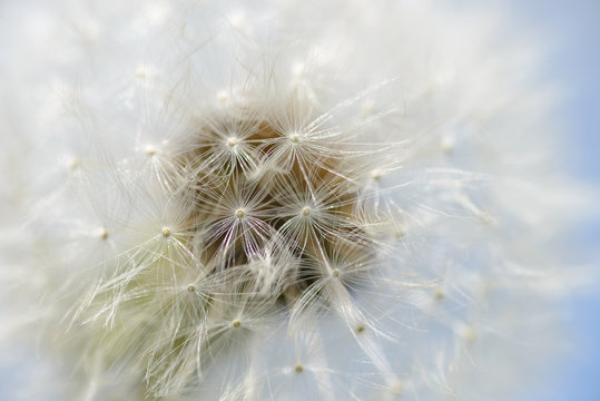 Fototapeta Dandelion seeds closeup