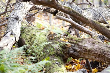 Funny cute little squirrel