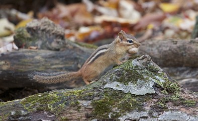 Chipmunk is gathering acorns