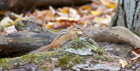 Chipmunk and acorn