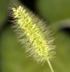 Spike grass. close-up
