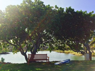 Bench under a shady tree