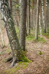 Spring March landscape at wood