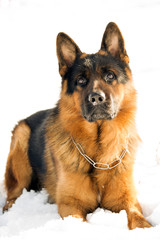 dog on the snow